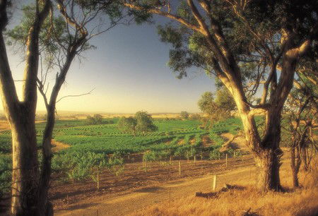 BIG 4 Barossa Tourist Park - Lightning Ridge Tourism 5
