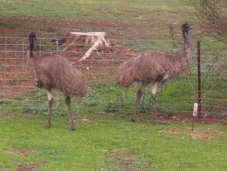 Cape Jervis Station - Lightning Ridge Tourism 1