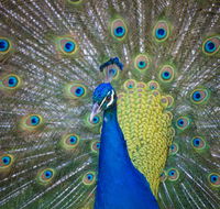 Willunga Peacock Farm Bed and Breakfast - Lightning Ridge Tourism