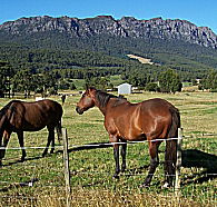 Hurlfield Farm Cottage - Lightning Ridge Tourism