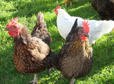 Pinners Bed And Breakfast - Lightning Ridge Tourism 1