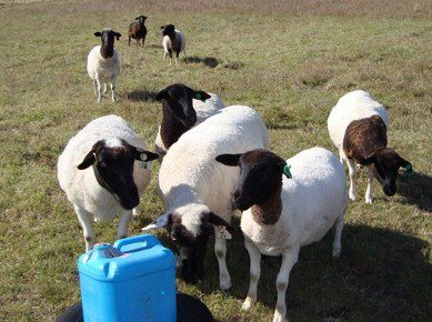 Pinners Bed And Breakfast - Lightning Ridge Tourism 2