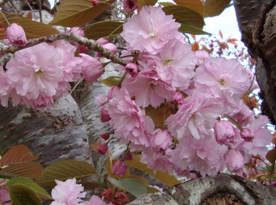 Pinners Bed And Breakfast - Lightning Ridge Tourism 3