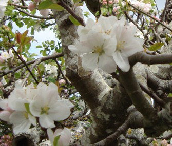 Pinners Bed And Breakfast - Lightning Ridge Tourism 4