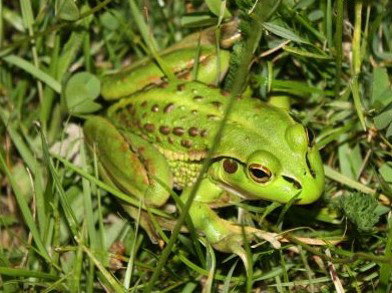 Pinners Bed And Breakfast - Lightning Ridge Tourism 5