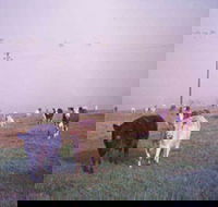 Seeview Farmstay - Lightning Ridge Tourism