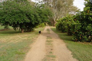 Murray Bank Holiday Units And Yabby Farm - Lightning Ridge Tourism 5
