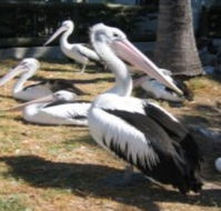 Christmas Cove Caravan Park - Lightning Ridge Tourism