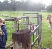 Boronia Farm Farmstay - Lightning Ridge Tourism