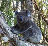 O'Carrollyns At One Mile Beach - Lightning Ridge Tourism