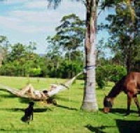 Neds Bed Horse O Tel - Lightning Ridge Tourism
