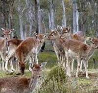 Lake Leake Chalet - Lightning Ridge Tourism