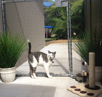 Caringbah Cat Hotel - Lightning Ridge Tourism