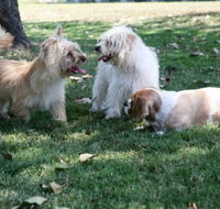 Durack Pet Motel - Lightning Ridge Tourism