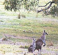 Kangaroo Ridge Retreat - Lightning Ridge Tourism