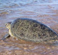 Mackerel Islands - Lightning Ridge Tourism