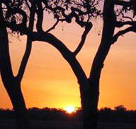Coodardie Station Stay - Lightning Ridge Tourism
