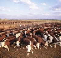 Bond Springs Outback Retreat - Lightning Ridge Tourism