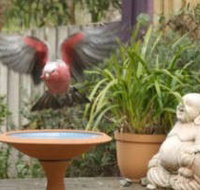 Wattle Court  Retreat - Lightning Ridge Tourism