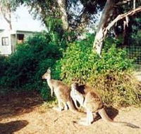 Avoca Dell Caravan Park - Lightning Ridge Tourism
