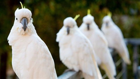 Aireys Inlet Getaway Resort - Lightning Ridge Tourism 0