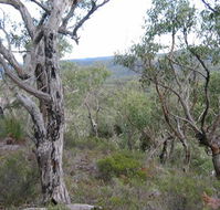 The Glen - Lightning Ridge Tourism