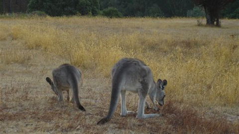 Kunala Chalet - Pinnacle Valley Resort - Lightning Ridge Tourism 3