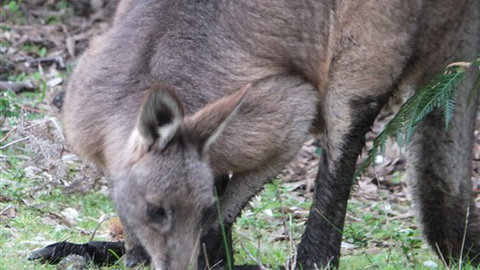 Venus Bay Eco Retreat - Lightning Ridge Tourism 7