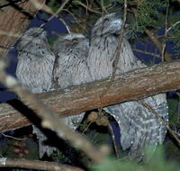 BIG4 Kelso Sands Holiday  Native Wildlife Park - Lightning Ridge Tourism