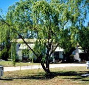 Blue Topaz Caravan Park  Camping Ground - Lightning Ridge Tourism