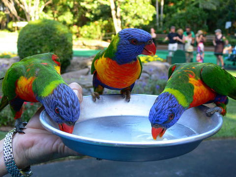 Currumbin Sands Beachfront Apartments - Lightning Ridge Tourism 1