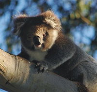 Bimbi Park Camping Under Koalas - Lightning Ridge Tourism