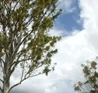Glen Villa Resort and Tourist Park Casino - Lightning Ridge Tourism