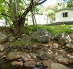 Mt Warning Rainforest Park - Lightning Ridge Tourism