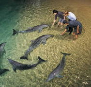 Tangalooma Wild Dolphin Resort - Lightning Ridge Tourism