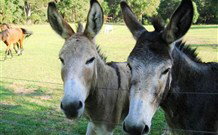 Red Hill Organics Farmstay - Lightning Ridge Tourism 5