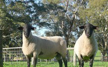 Red Hill Organics Farmstay - Lightning Ridge Tourism 7