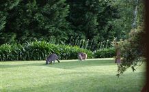 Yallambee Bed And Breakfast - Lightning Ridge Tourism 4