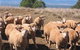 Dairy Flat Farm Holiday - thumb 3