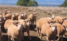 Dairy Flat Farm Holiday - Lightning Ridge Tourism 3
