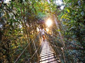 O'Reilly's Rainforest Retreat - Lightning Ridge Tourism 0
