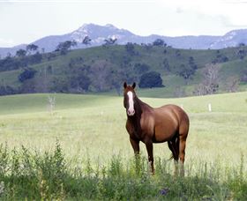 Marchioness Farmstay - Lightning Ridge Tourism 1