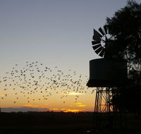 Nevertire Hotel - Lightning Ridge Tourism