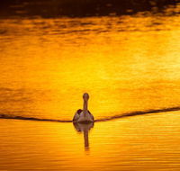 River Shack Rentals - Living the Dream - Lightning Ridge Tourism