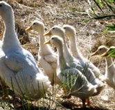 Duck Duck Goose Bed and Breakfast - Lightning Ridge Tourism