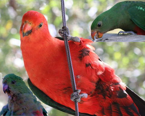 Goldsmith's In The Forest - Lightning Ridge Tourism 2