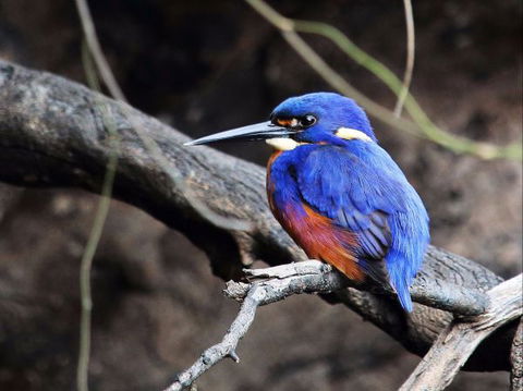 Goldsmith's In The Forest - Lightning Ridge Tourism 5