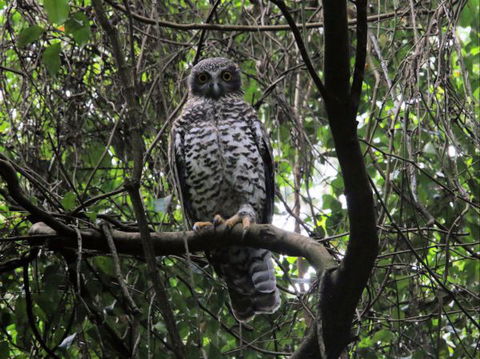 Goldsmith's In The Forest - Lightning Ridge Tourism 8