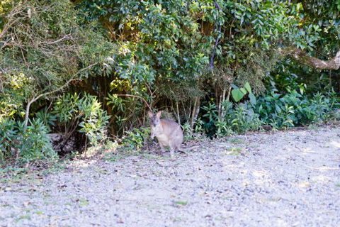 Lamington National Park Camping Ground - Lightning Ridge Tourism 1