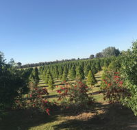 Rutherglen Christmas Trees Farm Stay - Lightning Ridge Tourism